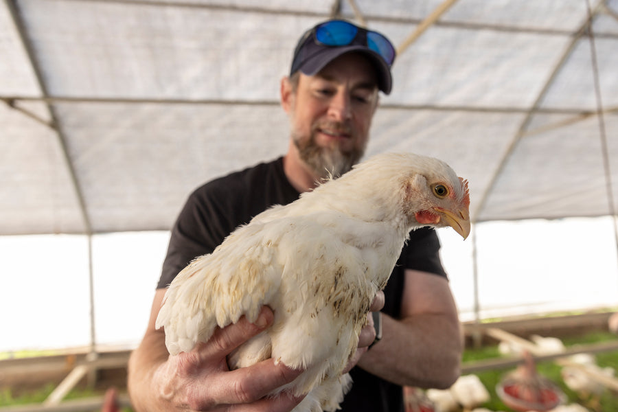 Greener Pasture Chicken building ethical practices