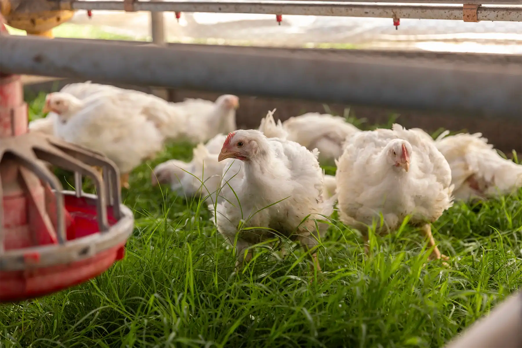 Greener Pastures Chicken - Pasture Raised