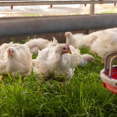pasture raised greener pastures chicken