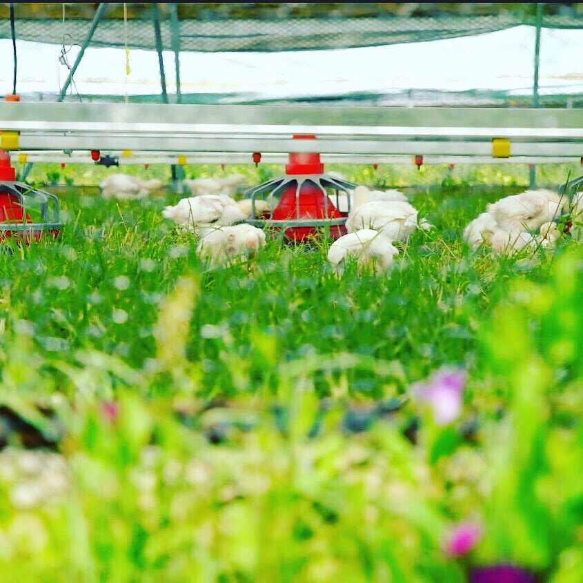 Why Symbolism Matters And What Chicken Says About Us